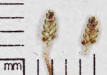 Variable flatsedge